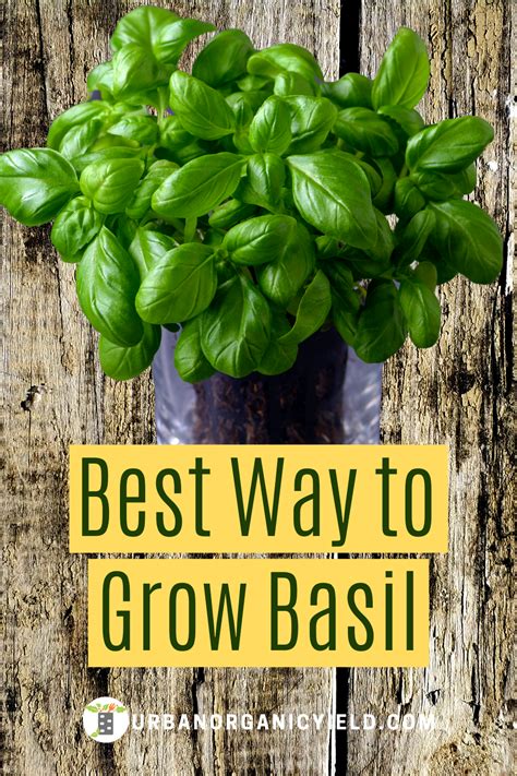 ways  grow basil growing basil growing basil indoors growing