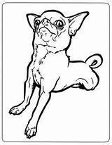 Chihuahua Chihuahuas Bestcoloringpagesforkids Puppy sketch template