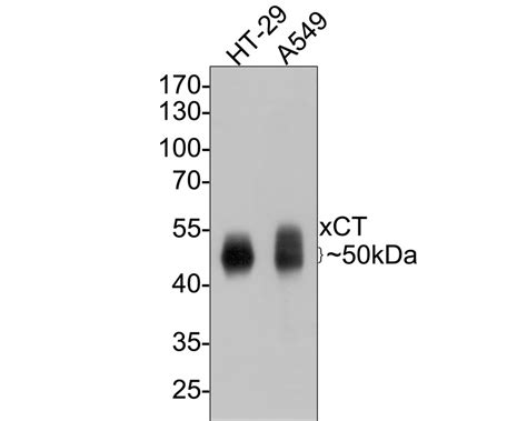xct mouse monoclonal antibody ac ha huabio