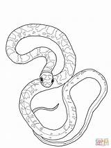 Snake Viper Drawing Coloring Pages Clipart sketch template