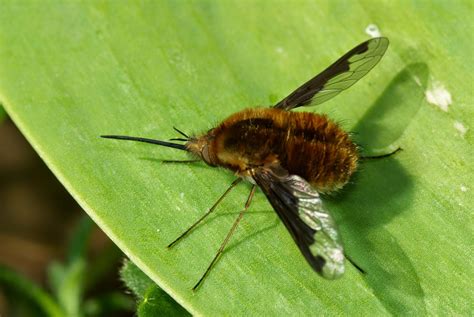 species  day large bee fly