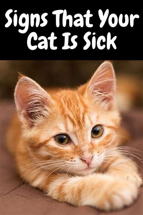 signs   cat  sick sick cat cats funny cats
