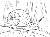 Snail Schnecke Supercoloring sketch template