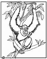 Orangutan Orangutanes Ausmalbild Ausmalbilder sketch template