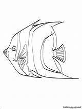 Coloring Angelfish Fish Angel Printable Jerry 1coloring sketch template