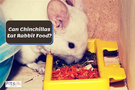 chinchillas eat rabbit food dietary requirements