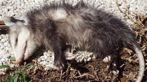 If You Ever See What Looks To Be A Dead Possum On The Ground Leave