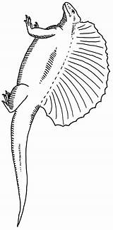 Edaphosaurus Dinosaurier sketch template