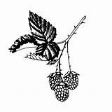 Blackberry Drawing Coloring Fruit Pages Getdrawings Blackberries Drink Eat Gif sketch template