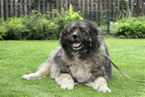 caucasian mountain dog shepherd dog breed complete guide   animals
