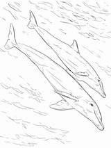 Coloring Bottlenose Dolphins Pages Dolphin Juvenile Mother Drawing Printable Books Supercoloring Realistic Categories Getdrawings sketch template
