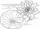 Lily Coloring Pad Pages Mexicana Nymphaea Flower Pads Lilies Drawing Colouring Lotus Colorluna Color Drawings Choose Board Tattoo sketch template