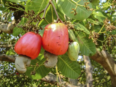 harvesting cashew nuts     pick cashew nuts