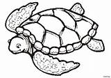 Turtle Coloring Pages Detailed Sea Printable Turtles Realistic Color Print Getcolorings Hawksbill Limited sketch template