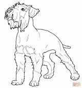 Schnauzer Coloring Miniature Printable Pages Dog Pinscher Dogs Poodle Toy Supercoloring Animals Colouring Kids Adult Crafts Print Drawn Size Visit sketch template