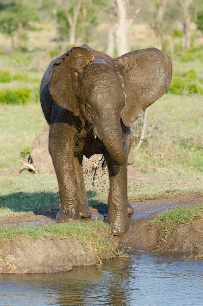 elephant spa sabi sabi private game reserve blog