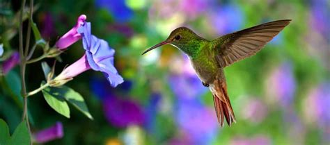 hummingbirds kids growing strong