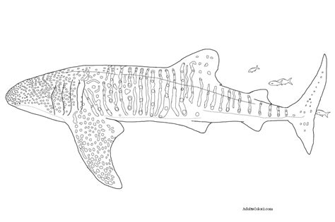 whale shark  colouring pages sketch coloring page