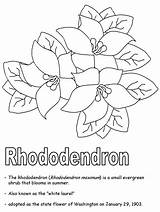 Rhododendron Flower Drawing Coloring Wv Virginia West Azalea Getdrawings Westvirginia Geography Kidzone Ws Usa sketch template