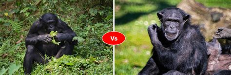 chimpanzee vs bonobo difference comparison who will win