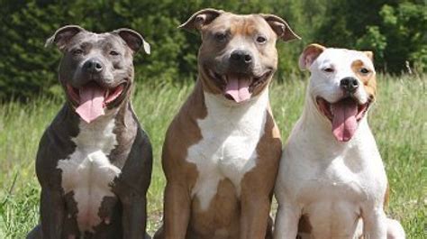 state petition hopes  remove pit bulls  aggressive breed list