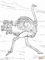 Ostrich Coloring Pages Animals Desert African Printable Drawing Outline Color Sahara Scorpion Clipart Runs Animal Preschool Print Sketch Comments sketch template