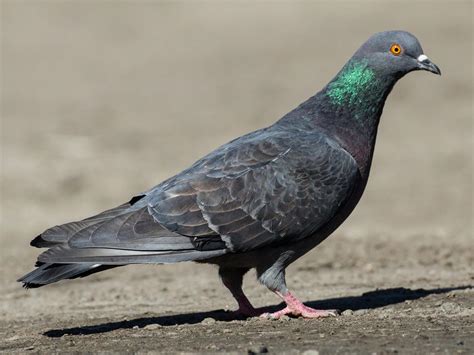 rock pigeon celebrate urban birds