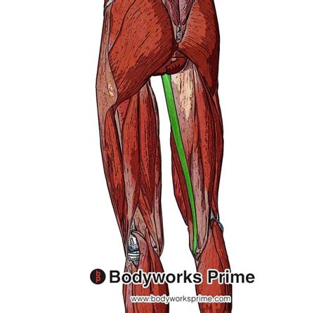 gracilis muscle anatomy bodyworks prime
