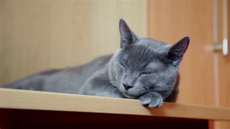 Beautiful Russian Blue Cat Sleeping Stock Footage Video