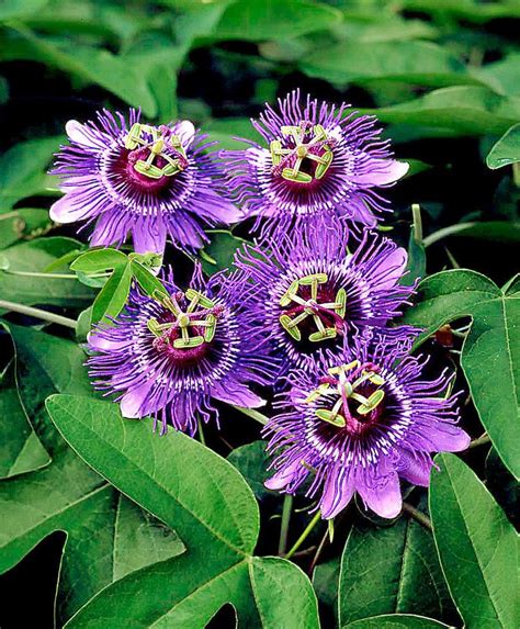 Growing Passion Flowers Indoors Is As Easy As Finding A Big Pot And A