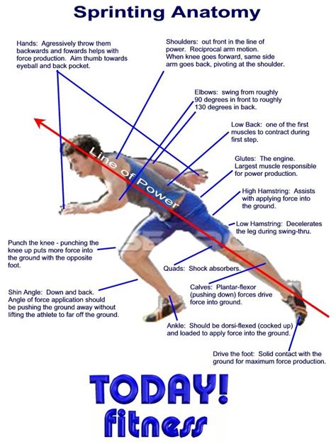 sprinting anatomy muscle diagram anatomy power