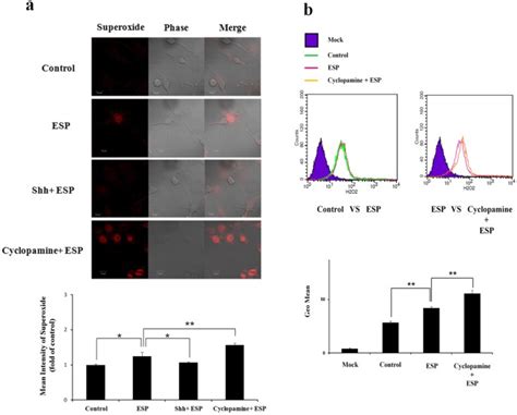 anti apoptotic effects of sonic hedgehog signalling through oxidative