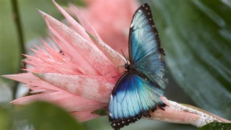 schmetterlinge insekten und spinnentiere natur planet wissen