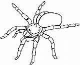 Spider Coloring Template Pages Tarantula Printable Templates Kids Colouring Halloween Trapdoor Animal Spiderman Craft sketch template