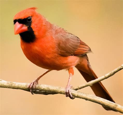 northern cardinal photo gallery    birder