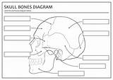 Skull Bones Unlabeled Bone Printable Worksheets Worksheet Diagram Human Skeleton Worksheeto Via sketch template