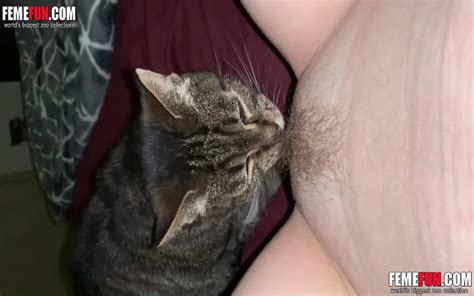 Horny Cat Licking A Milf Cunt While She Records The Action Pov Xxx