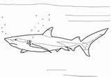 Coloring Shark Reef Blacktip Pages Sharks Nose Sawshark Long Printable Drawing Supercoloring sketch template