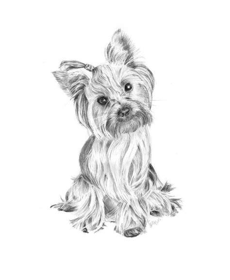 yorkie  drawing  paintingvalleycom explore collection