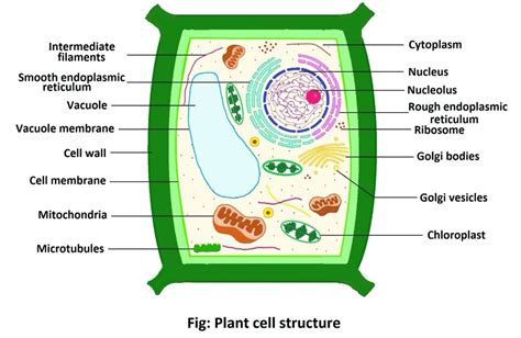 plant cell structure properties  functions science query
