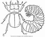 Stag Beetles sketch template