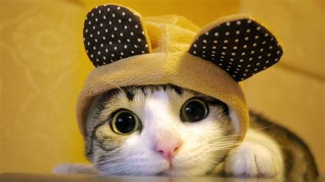 cute cats with hats long xxx