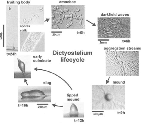 The Di Ctyostelium Discoideum Life Cycle Shown Are In A Clockwise
