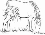 Pferd Weide Ausdrucken Ausmalbild Feeding Ausmalen Pferde Bilder Findest Pinnwand sketch template
