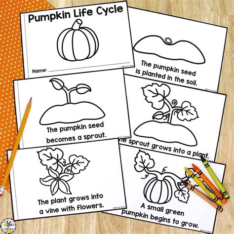 pumpkin life cycle printable printable form templates  letter