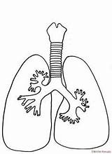 Pulmones Pages Yeşilay Haftası Organs Ilgili Etkinlik Faaliyet Lungs Respiratorio Organlarımız Detay Havuzu sketch template