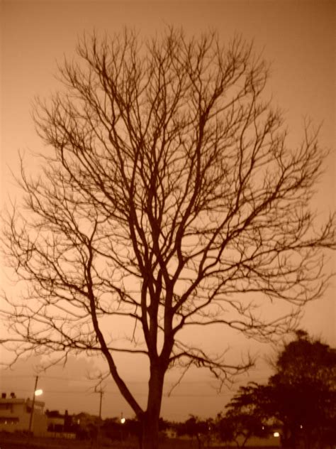 spooky tree life
