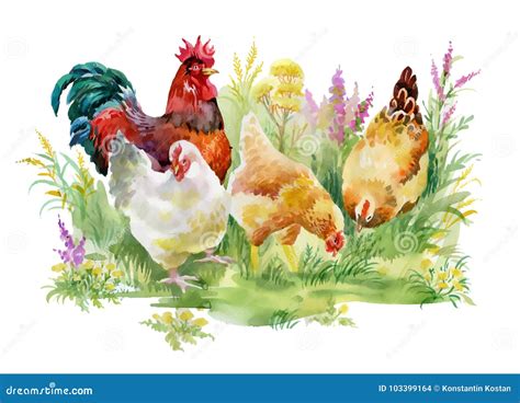 chicken  rooster   grass  white background stock vector