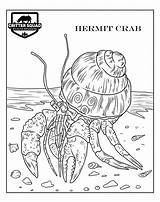 Hermit Crab Invertebrate sketch template