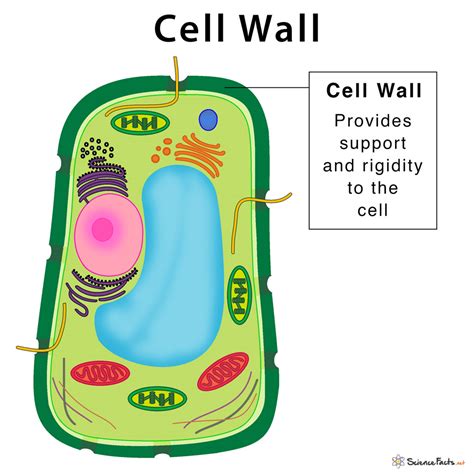 cell wall definition structure functions  diagram